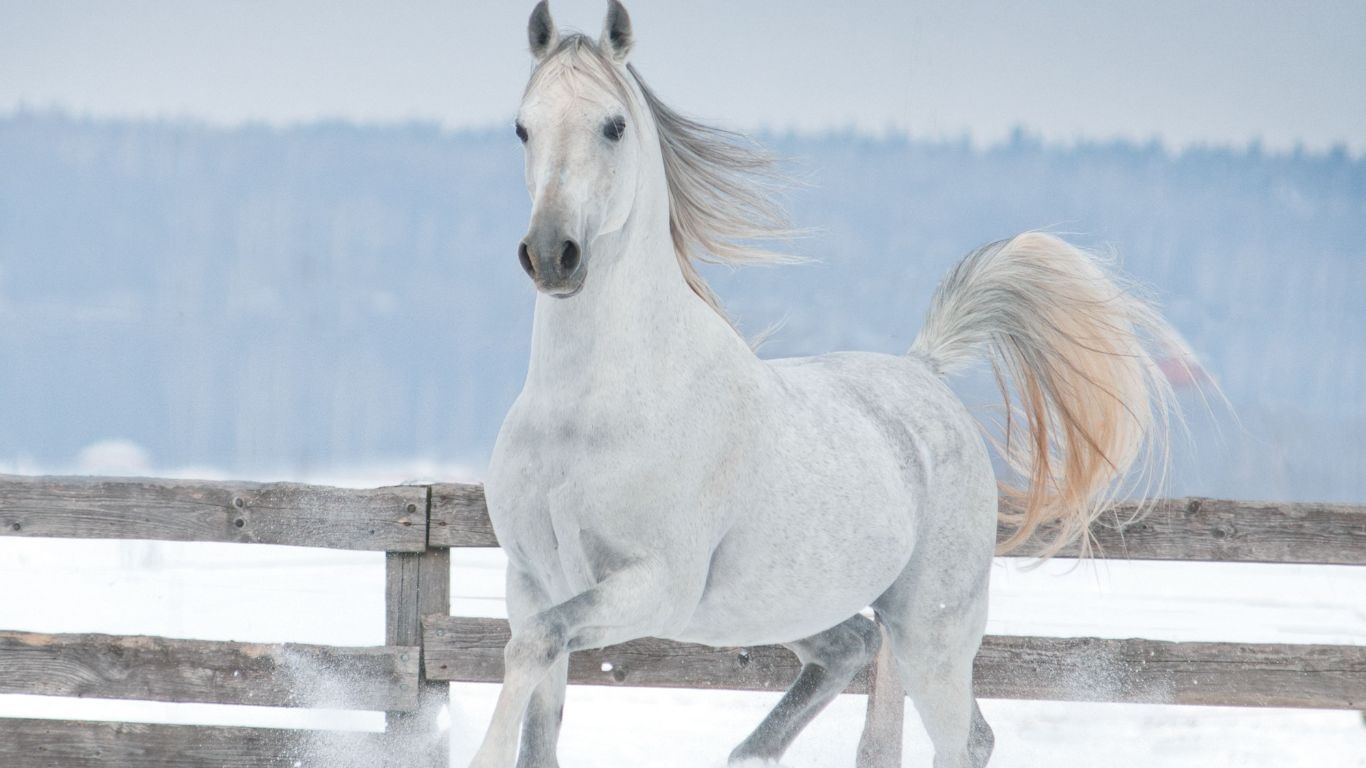 Sauver un cheval de l'abattoir